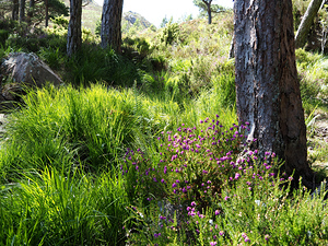 Scottish Highlands Peaceful Vibes                                                                                                                     