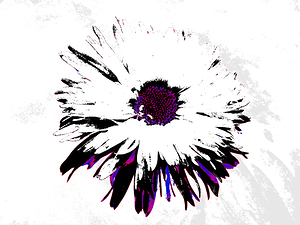Abstract Bold Daisy Flower