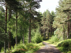 Spring Morning Walk through the Scottish Highlands                                                                                                                     