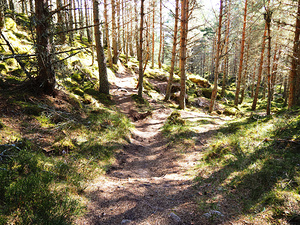 Spring Forest in the Scottish Highlands                                                                                                                     