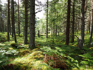 Scottish Highlands Spring Forest Morning                                                                                                                     