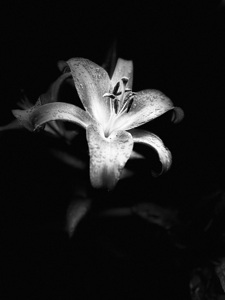 Lilies Tears  in Monochrome