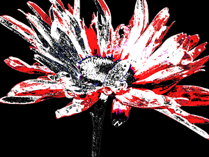 Abstract Red and White Daisy Flower Too