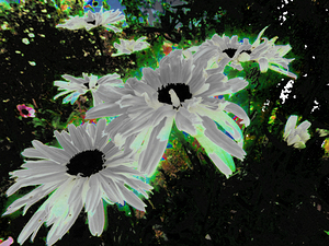 Abstract Psychedelic Daises