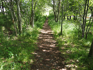 Light and Shadow on a Scottish Highlands Trail                                                                                                                     