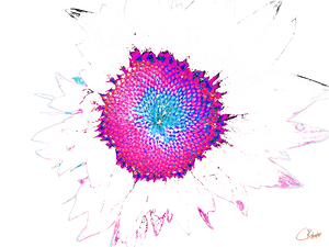 Abstract Pink Distressed Sunflower on a Pale Abstract Background