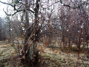  Scottish Highlands Forest Winter Raindrops                                                                                                                    
