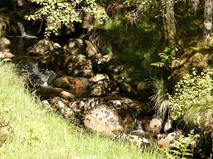 Scottish Highlands Summer Stream