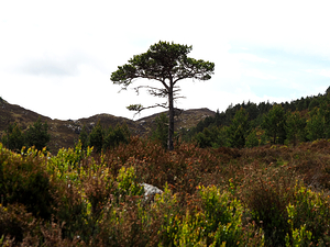  Lone Sentinel in the Scottish Highlands                                                                                                                    