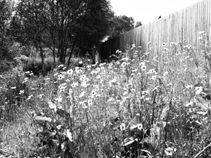 Scottish Highlands Wild Flowers                                                                                                                      