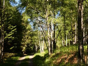 Summer Forest Path Through the Scottish Highlands