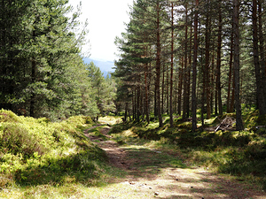 Sunlit Trail Through the Scottish Highlands                                                                                                                     