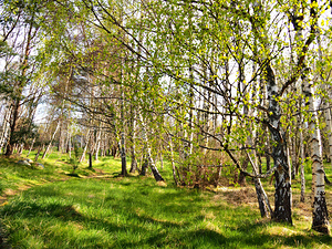  The Birch Woods in the Scottish Highlands                                                                                                                    