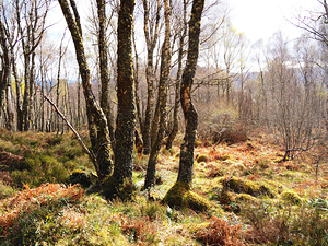 Springs Hello for the Scottish Highlands                                                                                                                     