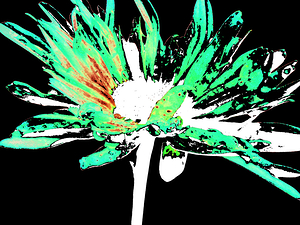 Abstract White and Green Daisy on a Dark Abstract Background