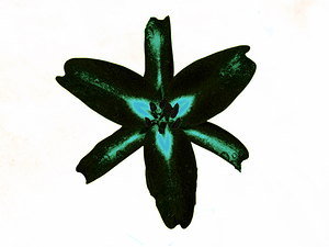 Abstract  Stunning Green and Cyan Lily Flower