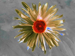 Abstract Vibrant Daisy Flower on a Grey Abstract Background