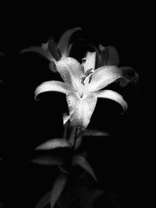 Lily Flower in the Darkness
