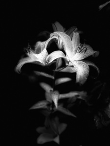Lilies in the Darkness