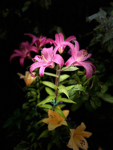 Coloured Lilies out of the Darkness