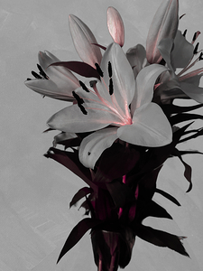 Abstract White Lilies on a Muted Background