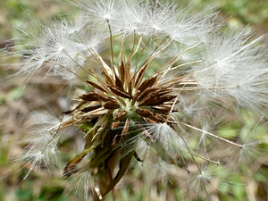 Dandelion Seeds Close Up Impressionistic Design  