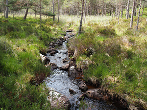 Scottish Highlands Springs Stream                                                                                                                     