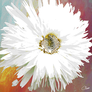Abstract Daisy Close Up