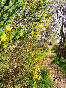 Scottish Highlands Spring Nature Path                                                                                                                     
