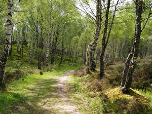 Scottish Highlands Sunlit Forest Trail                                                                                                                      