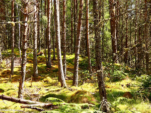 Woodland Dreams in the Scottish Highlands
