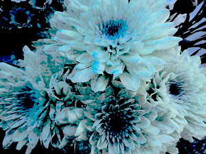 Blue Chrysanthemums 