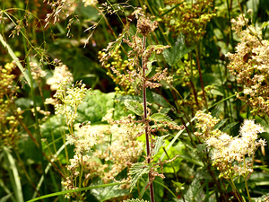 Wild Flowers Delight in the Scottish Highlands