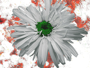 Abstract Green Centred Daisy Flower 