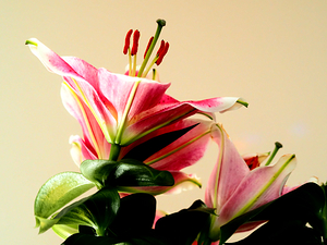   Colourful Lilies                                                                                                   
