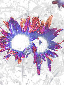 Abstract Daisy Duo in Blue and Red