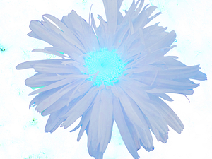 Abstract Ethereal Daisy