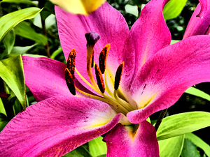 Vibrant Lily