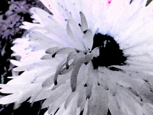 Abstract Delicate Contrasting Daisy