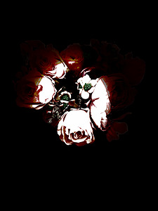Abstract Roses
