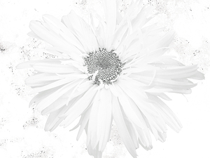 Abstract White Minimalist Daisy