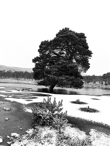 Winter Calls in the Scottish Highlands