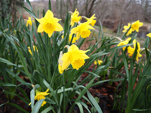 Scottish Yellow Daffodils                                                                                                                  
