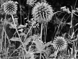 Wild Things in the Scottish Highlands