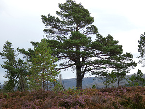 Natures Pine in the Scottish Highlands 