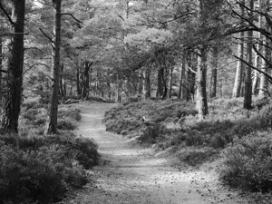 Black and White Forest Walk through the Scottish Highlands