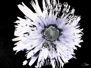 Abstract Daisy Too