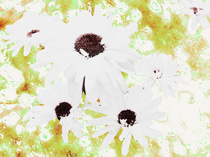  Abstract White Daises on a Green Background