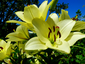 Yellow Lilies Against a Deep Blue Sky