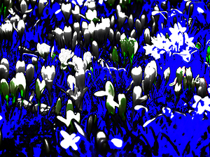   Abstract Crocus and Daffodils                                                                                                                   